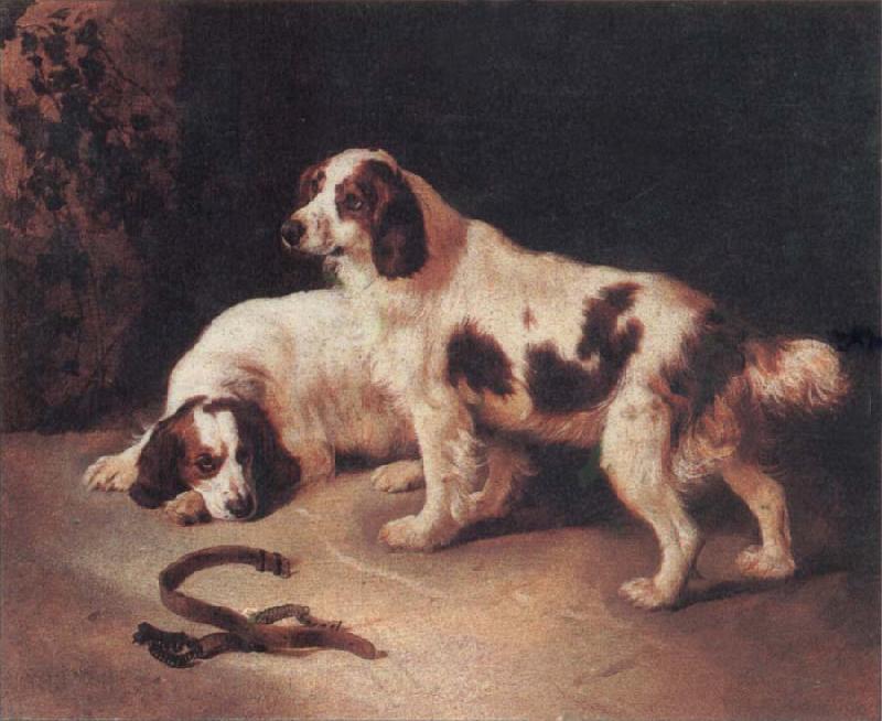  Brittany Spaniels